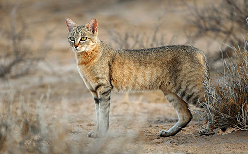 African Wild Cat
