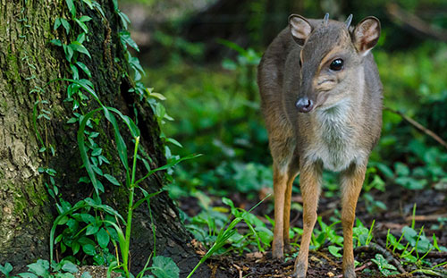 Blue Duiker
