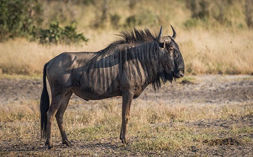 Blue Wildebeest