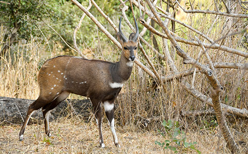 Bushbuck