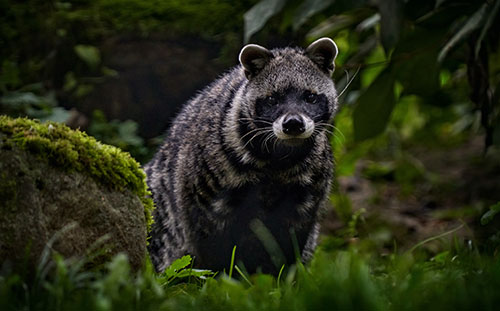 Civet
