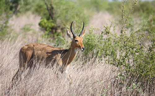 Common Reedbuck