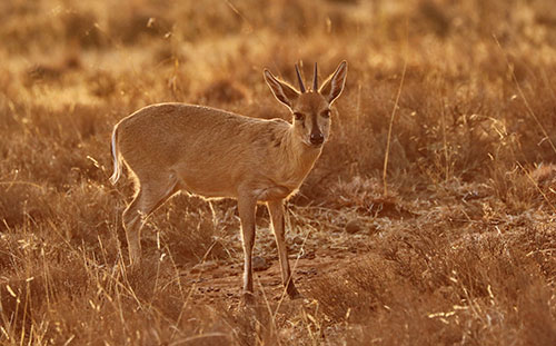 Grey Duiker