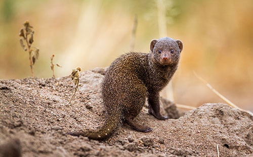 Dwarf Mongoose