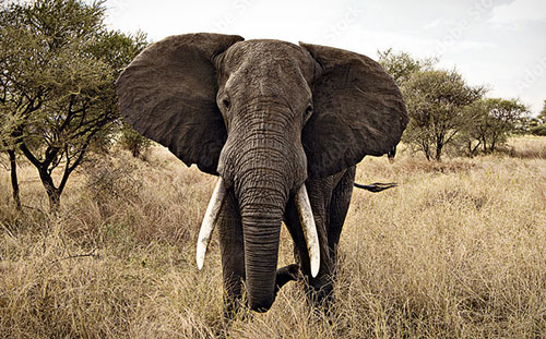 Elephant