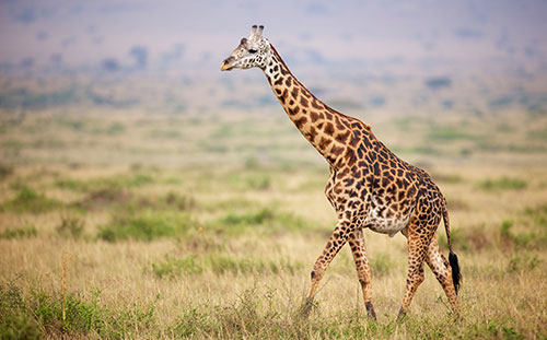 Giraffe