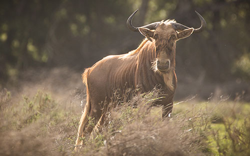Golden Wildebeest