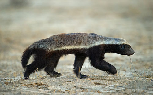 Honey Badger