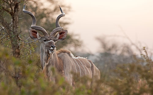 Kudu