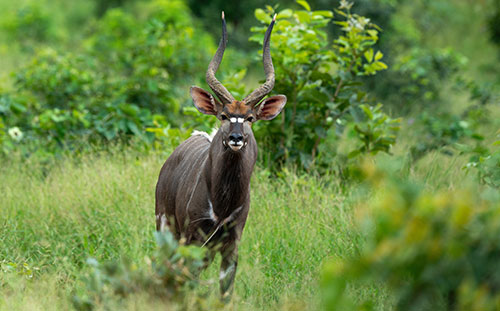 Nyala