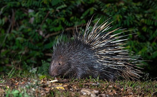 Porcupine