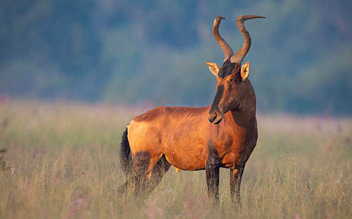 Red Hartebeest