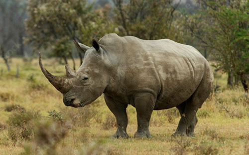 Rhino