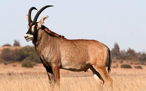 Roan