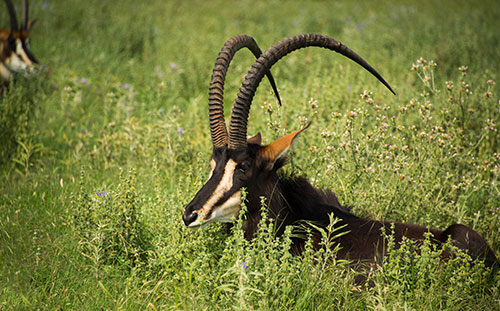 Sable