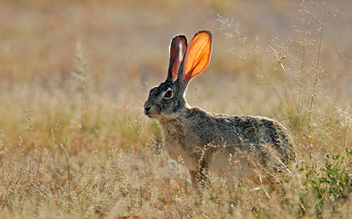 Scrub Hare