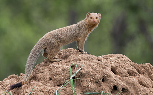 Slender Mongoose