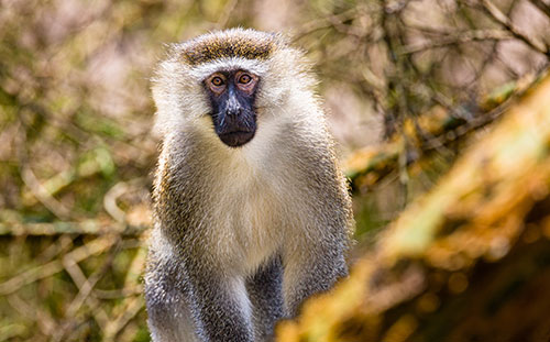 Vervet Monkey
