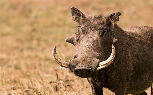 Warthog