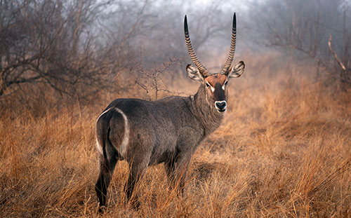 Waterbuck