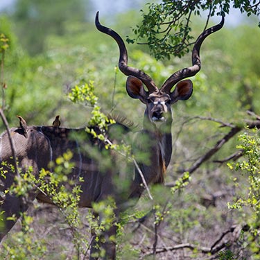 Ondangwa Wildlife Safaris South Africa